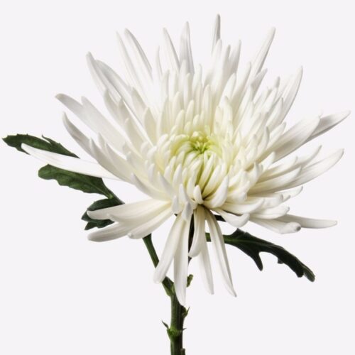 Белые одноголовые хризантемы поштучно
