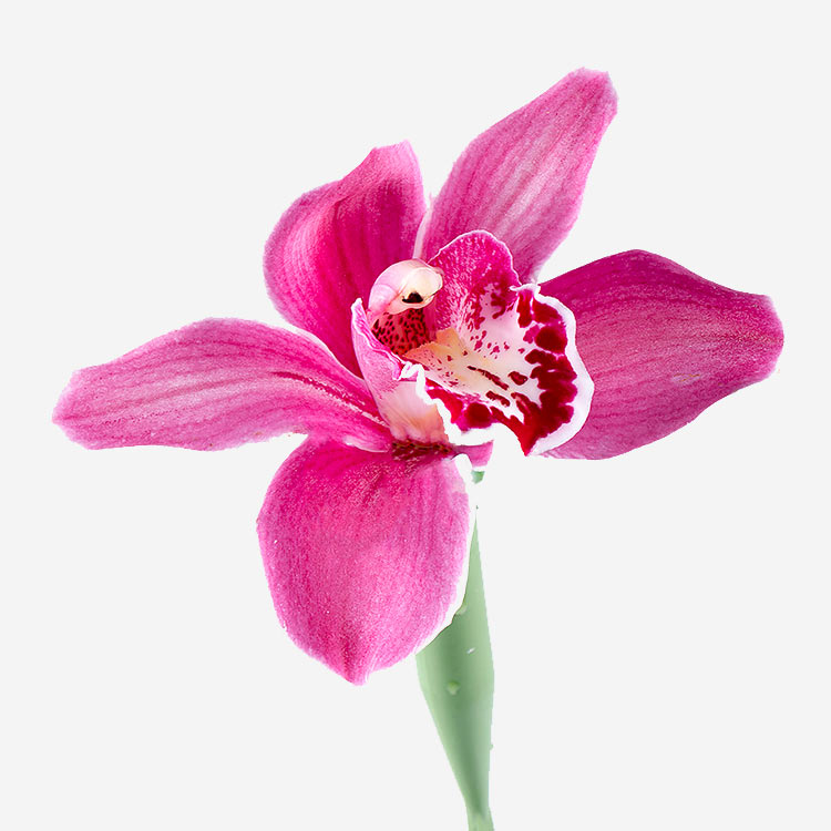 Орхидея поштучно